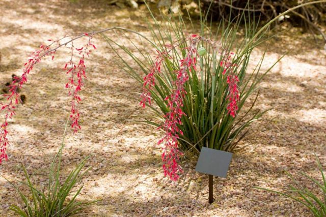 Red Yucca Plants