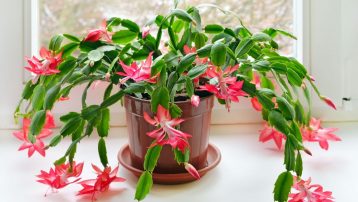 How to Care For Christmas Cacti?