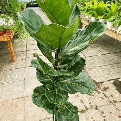 FIddle FIg Plant