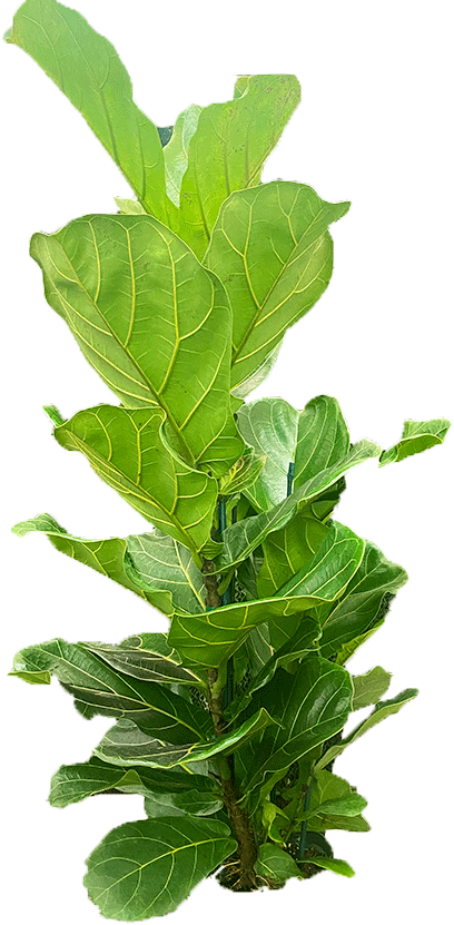 Fiddle fig leaf plan