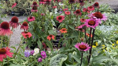 Echinacea plant care