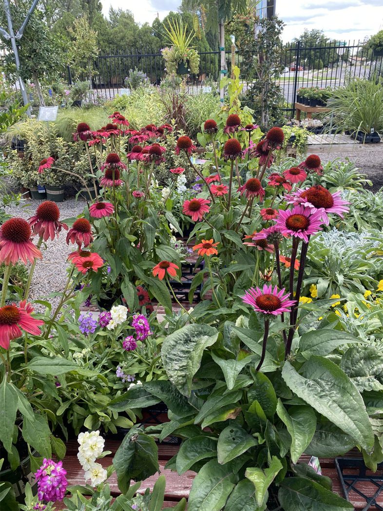 Echinacea plant care