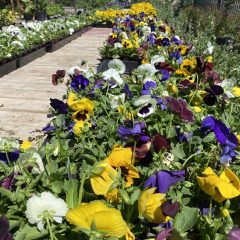 What are annuals in the Southwest region