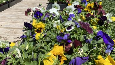 What are annuals in the Southwest region