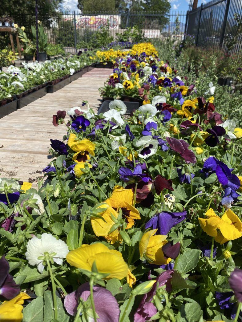 What are annuals in the Southwest region