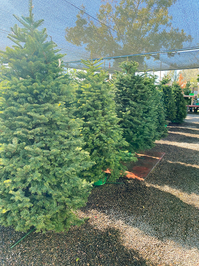 Christmas Trees at Guzman's Garden Centers
