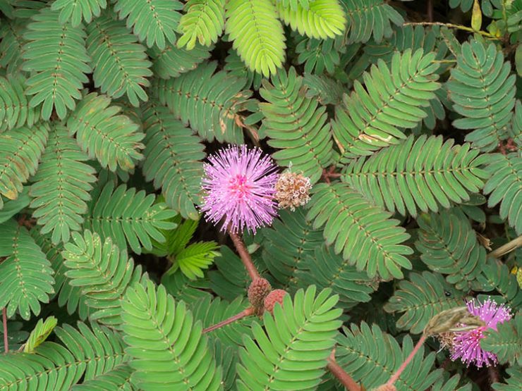 Sensitive Plant Care