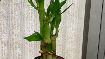 Growing Lucky Bamboo Plants