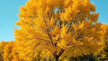 ash-tree-fall-colors