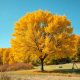 ash-tree-fall-colors