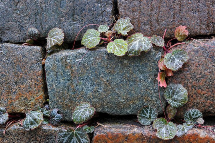 The Strawberry Begonia Plant