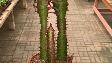 African Milk Tree Plant Care