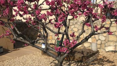 Small Landscaping Trees