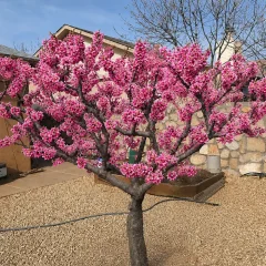 Pink blossoming tree in a gravel yard with a stone wall and blue sky behind it, in full bloom as a focal point of the garden.