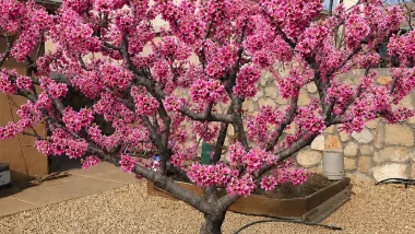 Pink blossoming tree in a gravel yard with a stone wall and blue sky behind it, in full bloom as a focal point of the garden.