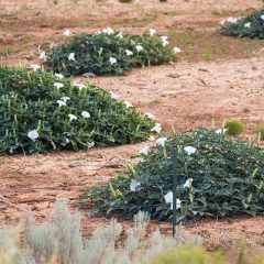 Poisonous plants in the desert