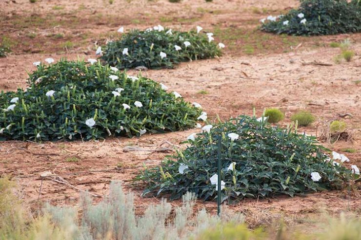 Poisonous plants in the desert