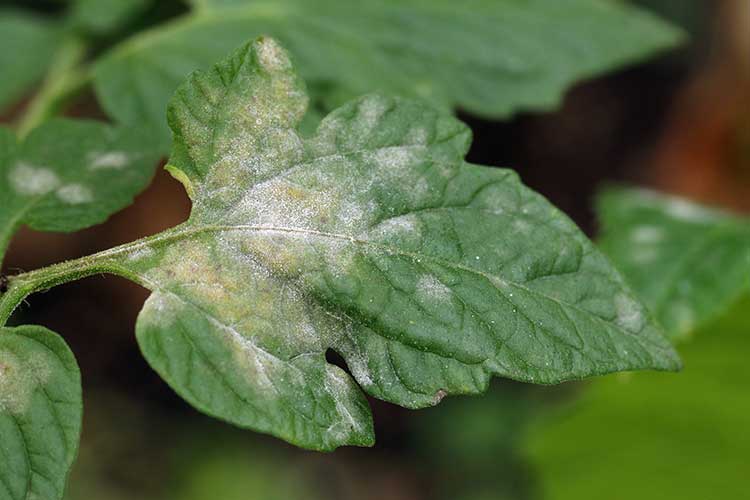 Powdery Mildew on Tomato Leaf