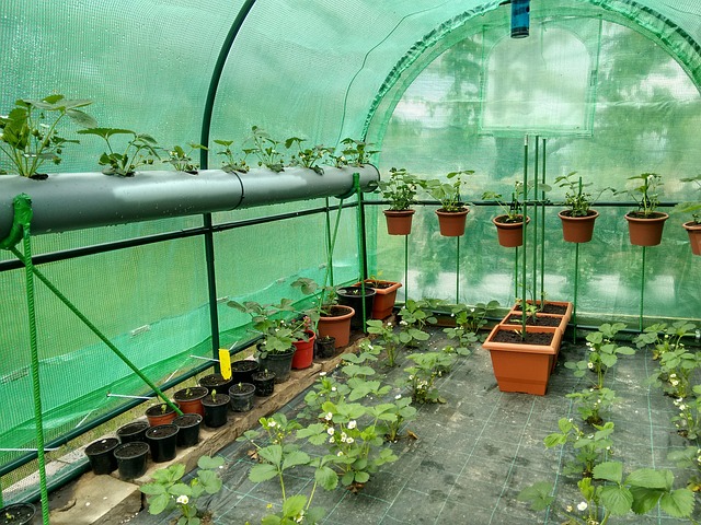 Small Greenhouses for backyard