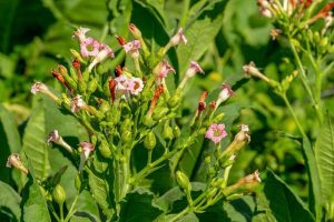 Flowering Tobacco for hot dry climates