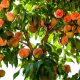 Peach tree varieties in the Southwest