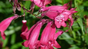 How to Care for Penstemon Varieties