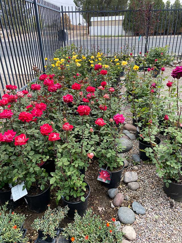 Roses at Guzman's Garden Centers