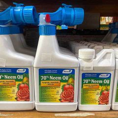 Neem Oil to Kill Insects Naturally