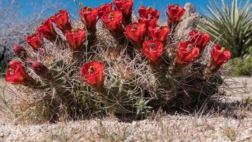 Growing Claret Cup Cactus