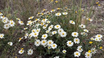 The Blackfoot Daisy Plant