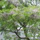 the Chinaberry tree