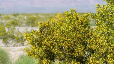 The Creosote Bush - Flowering