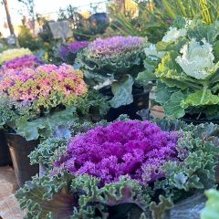 Care of Flowering Kale