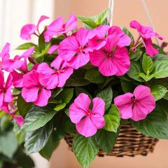 How to grow Impatiens