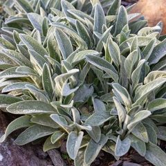 How to Grow Lamb's Ear