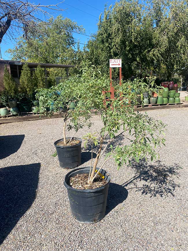 Mexican Elder Trees