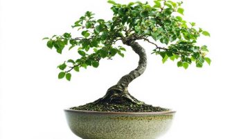 Beginner Bonsai Care Tips