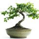 Beginner Bonsai Care Tips