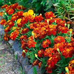 Marigolds in Your Vegetable garden