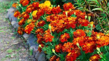 Marigolds in Your Vegetable garden