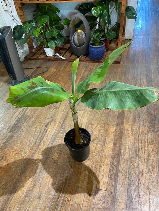 Grand Nain Banana in a Pot