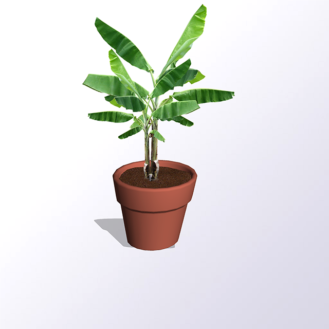 Papaya Banana Plant for Indoor Papaya Banana Plant for Indoor