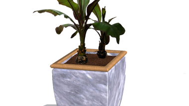 Grow Banana Plants Indoors