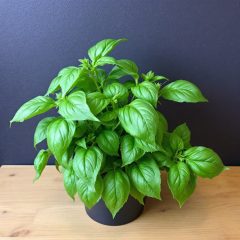 Growing Basil Indoors