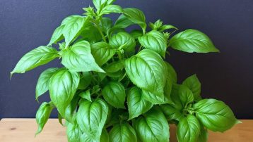 Growing Basil Indoors