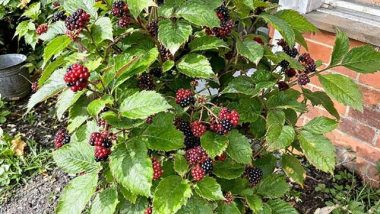 Care of Blackberry Plants