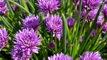 How to grow chives in a pot