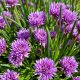 How to grow chives in a pot