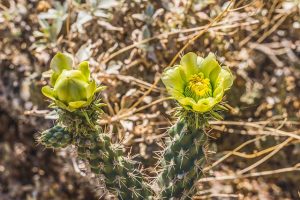 Types of Cholla Cactus Plants - Guzman's Garden Centers