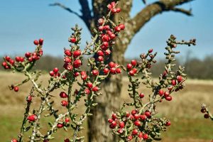 Types of Cholla Cactus Plants - Guzman's Garden Centers